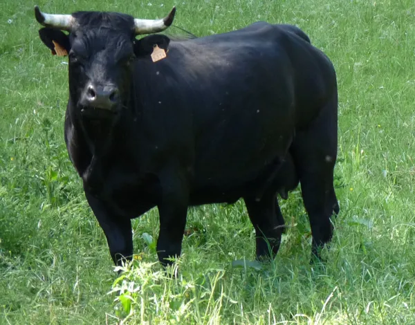 MAS D'HERENS, MAS D'HERENS