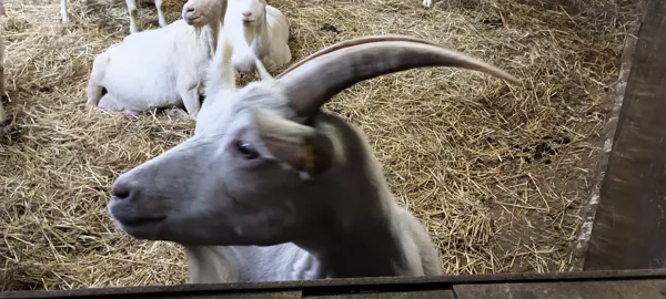 La ferme de la Borderie de Soulages - Fromages de chèvre et viande, OFFICE DE TOURISME DE PARELOUP LEVEZOU