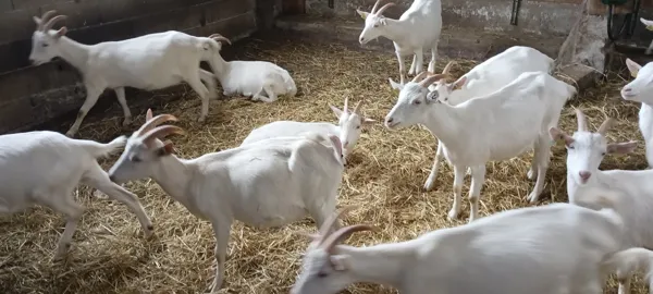 La ferme de la Borderie de Soulages - Fromages de chèvre et viande, OFFICE DE TOURISME DE PARELOUP LEVEZOU