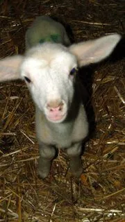 GAEC BOUTET-PUECH, fromage au lait de brebis, SYNDICAT D'INITIATIVE DE PONT DE SALARS