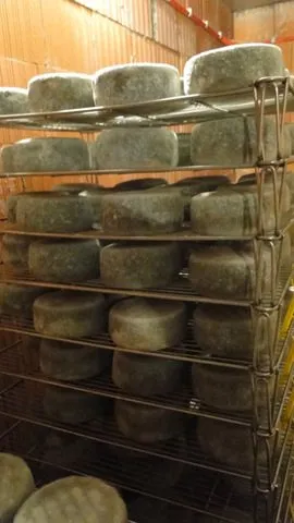 GAEC BOUTET-PUECH, fromage au lait de brebis, SYNDICAT D'INITIATIVE DE PONT DE SALARS