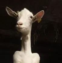 Ferme de la chèvre Blanche, Gaec de la chèvre Blanche (cabécous)