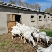Les chèvres ne pâturent pas mais se dégourdissent en extérieur, Gaec de la chèvre Blanche (cabécous)