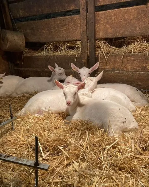 Chevreaux (nés en novembre), Gaec de la chèvre Blanche (cabécous)