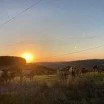 Vaches Aubrac, Gaec de la chèvre Blanche (cabécous)