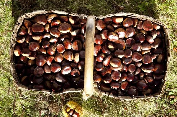 Goûtez La Châtaigne - Marrons de l'Aveyron, OFFICE DE TOURISME DU CANTON D'ENTRAYGUES SUR TRUYERE