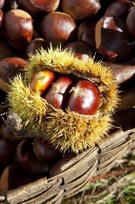 Goûtez La Châtaigne - Marrons de l'Aveyron, OFFICE DE TOURISME DU CANTON D'ENTRAYGUES SUR TRUYERE