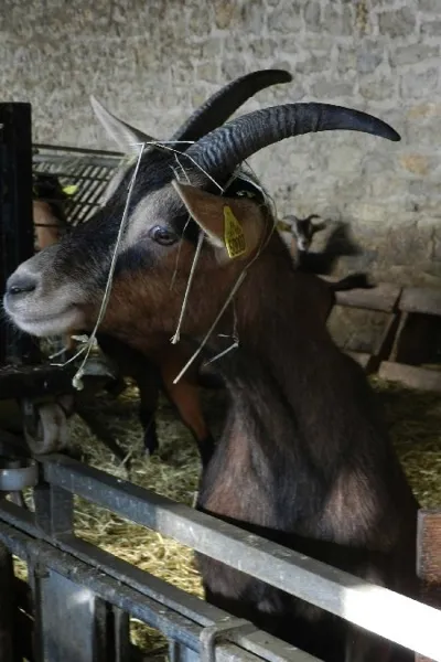 Ferme Pédagogique et d'Animation de Prignolles, OFFICE DE TOURISME DE MILLAU