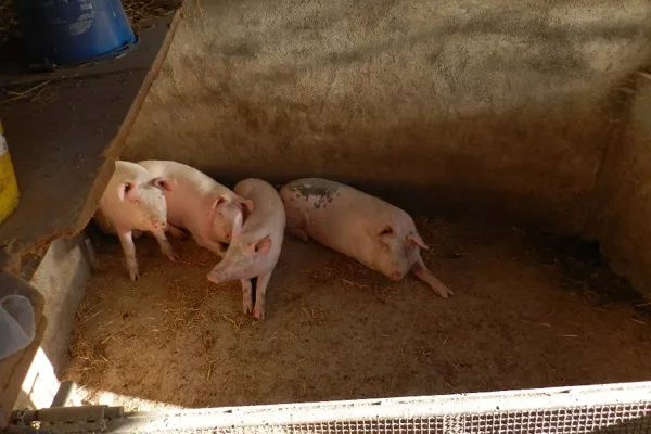 Ferme Pédagogique et d'Animation de Prignolles, OFFICE DE TOURISME DE MILLAU