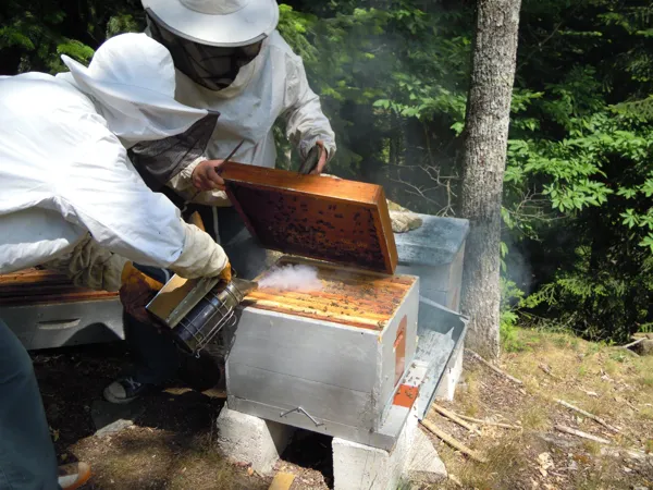 Le Miel du Pays de Conques, OFFICE DE TOURISME de CONQUES-MARCILLAC