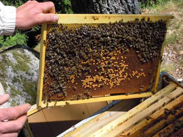 Le Miel du Pays de Conques, OFFICE DE TOURISME de CONQUES-MARCILLAC