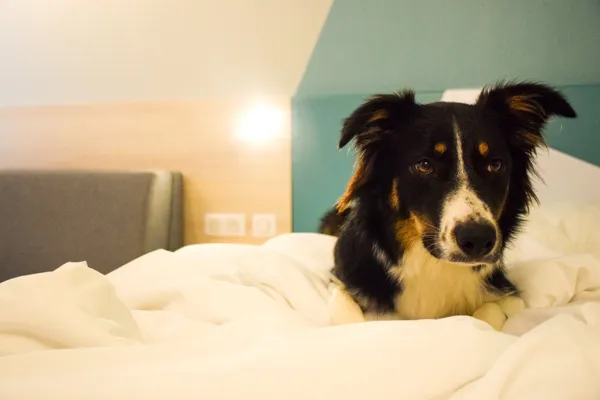 Ibis Budget Millau Viaduc (groupes), Benoit PRAT