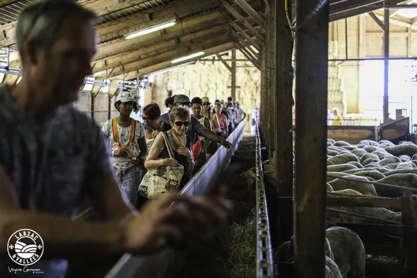 Visite de la bergerie, Virginie Govignon - OT Larzac Vallées