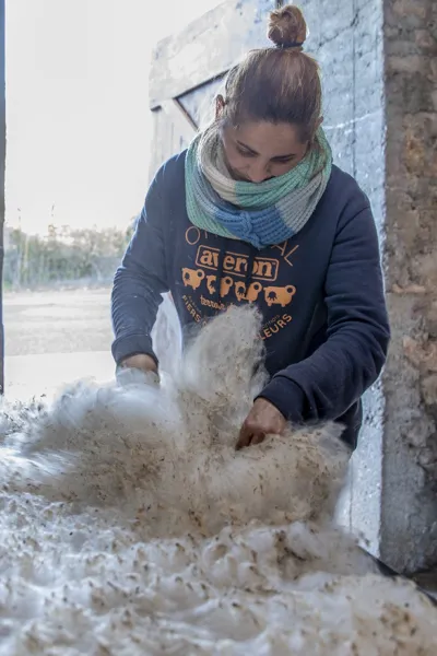 Visite de l'élevage Les Alpagas filent sur le Larzac