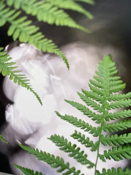 Expo - Langages de la Nature, Franck Villefranche