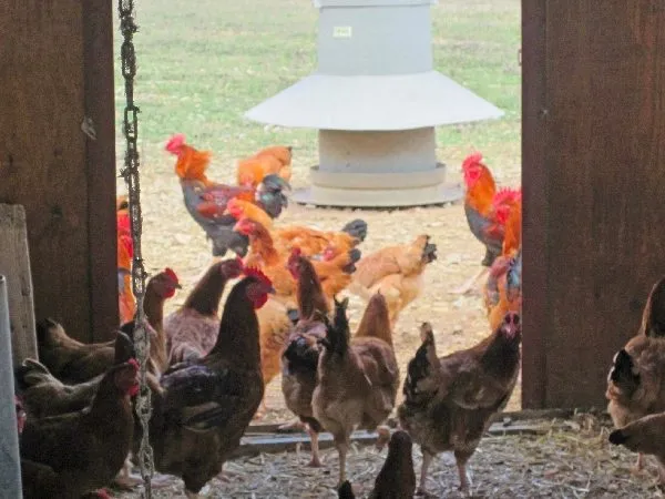Poules et coqs à la ferme des Axous, GAEC de la Cépede