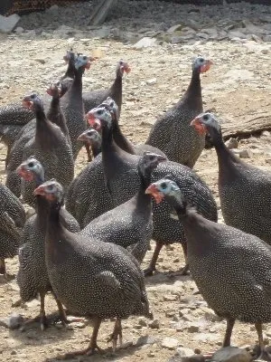 Pintades et auutres volailles à découvrir..., GAEC de la Cépede