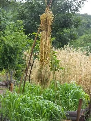 Jardin des enclos, SYNDICAT D'INITIATIVE DES RASPES DU TARN
