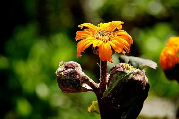 Jardin des enclos, SYNDICAT D'INITIATIVE DES RASPES DU TARN
