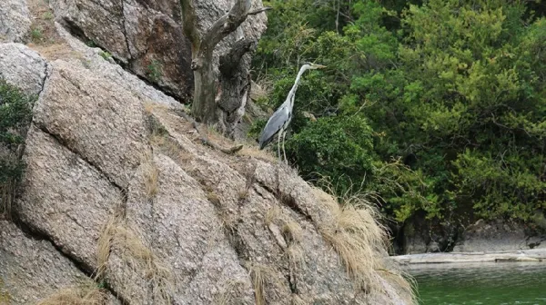 Le Héron des Raspes - Bâteau de promenade (groupes), OFFICE TOURISME DU PAYS DE LA MUSE ET RASPES DU TARN