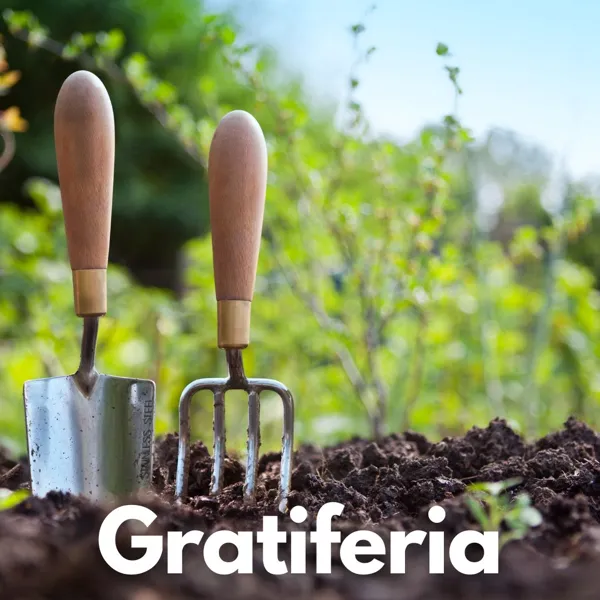 Gratiferia