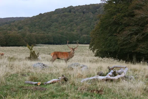 Sortie à l'écoute du Brame du Cerf