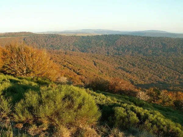 La forêt des Enguilhens en automne, Des Boraldes aux Enguilhens