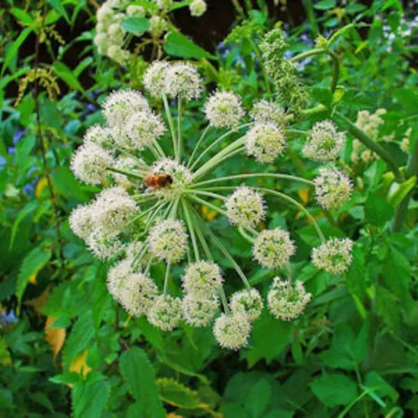 La Chambre Angélique
1 à 2 personnes
Uniquement en complément de la chambre Alchémille ou la chambre Artémisia
Disponible à partir du 22/03/25, 