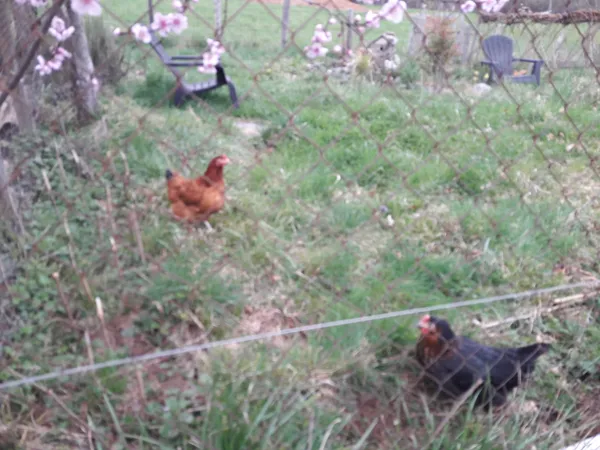 Les poules dans leur poulailler