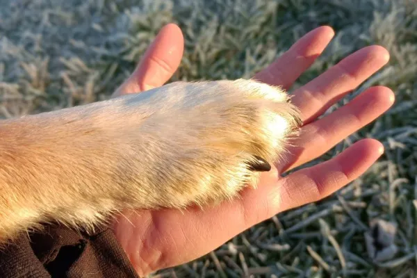 INTERPRETE ANIMALIER COMPORTEMENTALISE, OFFICE DE TOURISME DE PARELOUP LEVEZOU