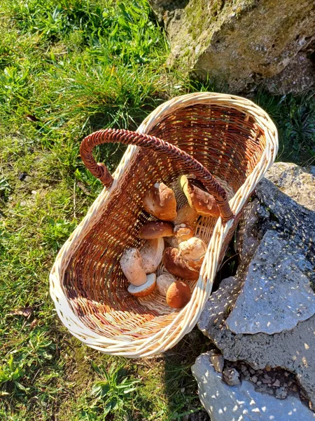 Panier à champignons
panier à provisions, 