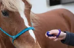 Centre équestre de la muse