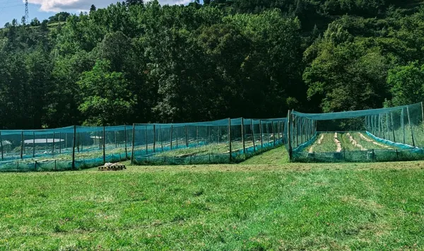 Les parcs à escargots, 