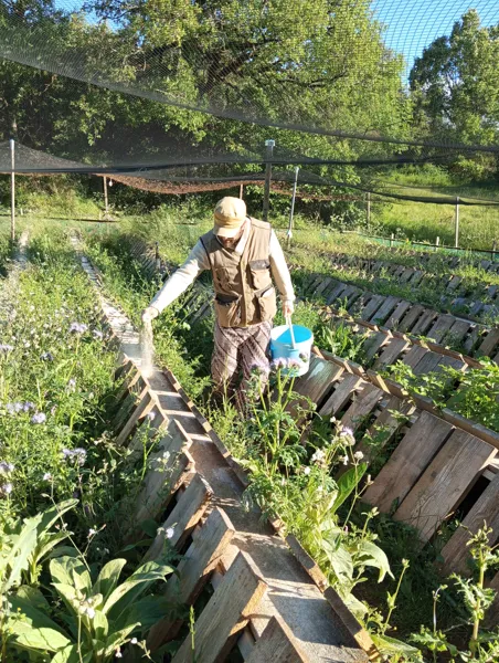 Nourrissage à la farine, @L'Escargot du Campet