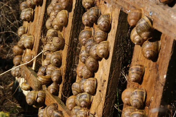 Escargots sur les planches, @L'Escargot du Campet