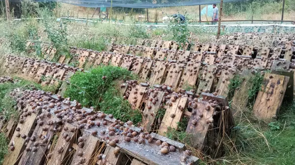 Après la pluie, @L'Escargot du Campet