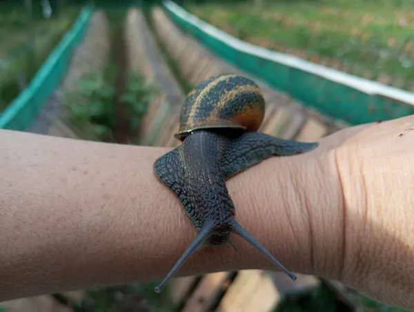 , @L'Escargot du Campet