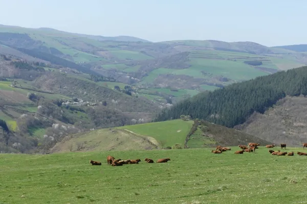 Troupeau de vaches de la ferme, Rieu F