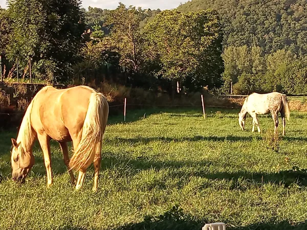 Camping Vert Lavande, Camping Vert Lavande