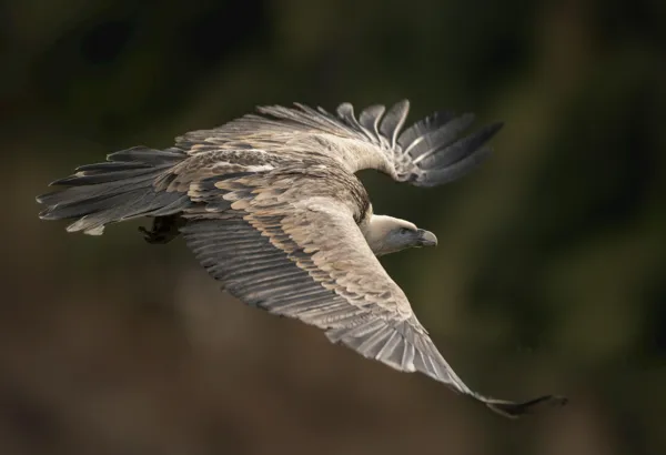 Les vautours des gorges, @miguel-cuenca
