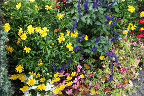 Marché aux fleurs et aux plants à Campagnac