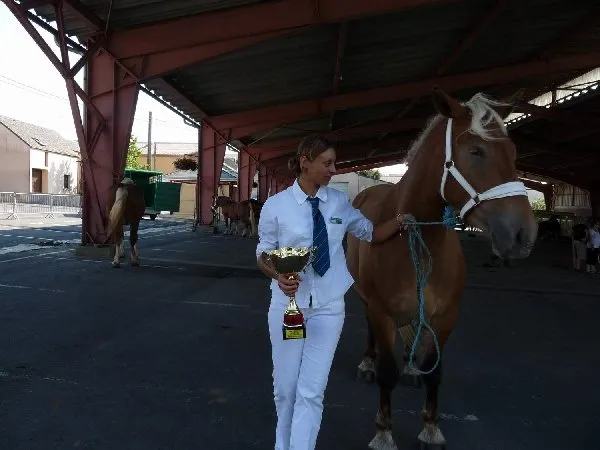 Concours de chevaux de trait à Réquista