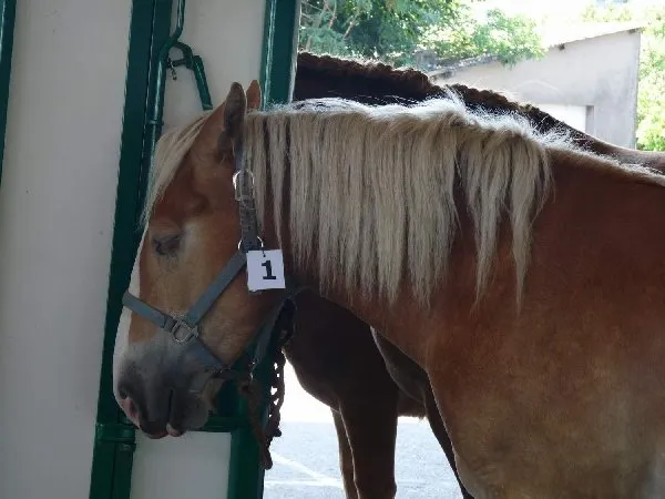 Concours d'élevage de chevaux de trait, OFFICE DE TOURISME DU REQUISTANAIS