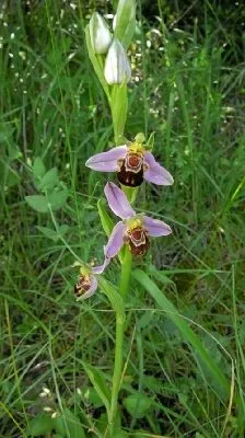 CAMPING LE ROC QUI PARLE