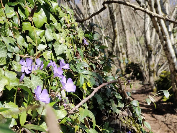 Trail d'Aqui Saint Côme d'Olt - Parcours 18, Trail d'Aqui Saint Côme d'Olt