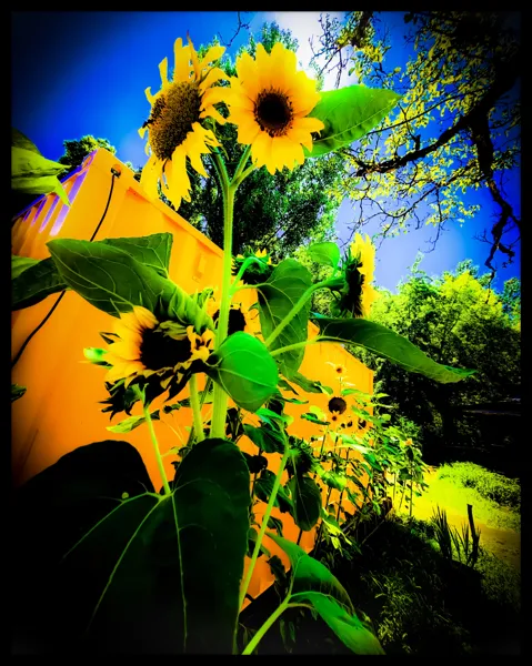 Un rayon de soleil !, La guinguette chez Jaja