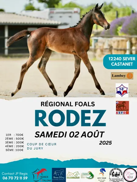Concours hippique modèles et allures