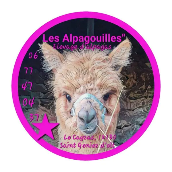 Les Alpagouilles - élevage d'alpagas
