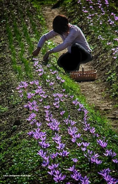 Le Safran de Murols, OFFICE DE TOURISME DU CANTON DE MUR DE BARREZ