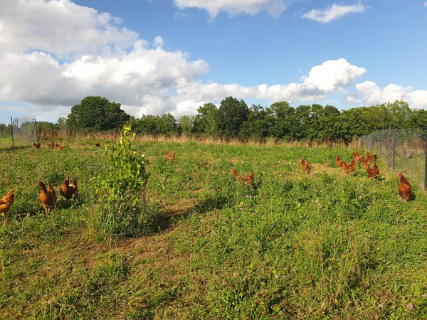 Safran de Murols - Ferme de Murols, OFFICE DE TOURISME DU CANTON DE MUR DE BARREZ
